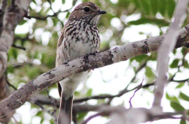 Böhm’s Flycatcher