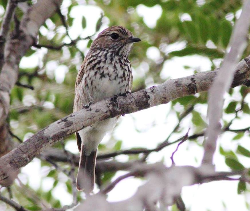 Böhm’s Flycatcher