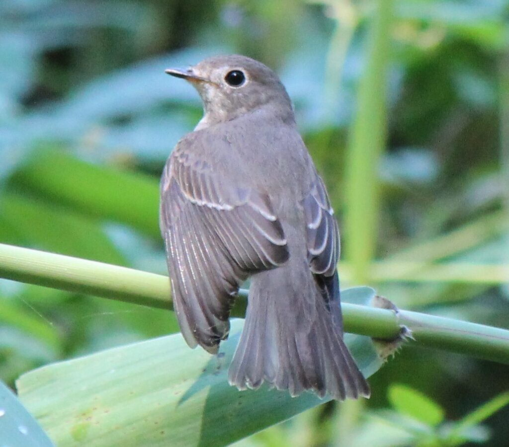 Brown-streaked Flycatcher