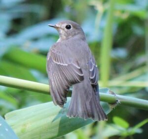 Brown-streaked Flycatcher