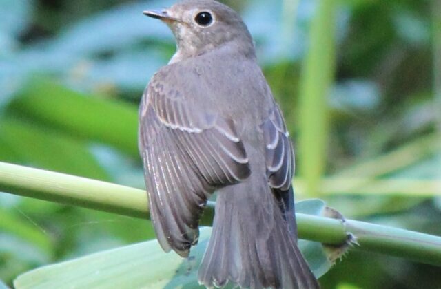 Brown-streaked Flycatcher