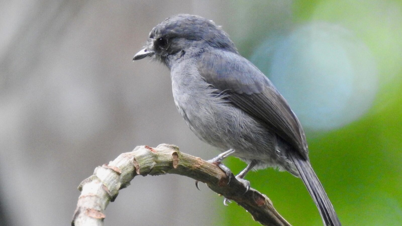 Little Grey Flycatcher