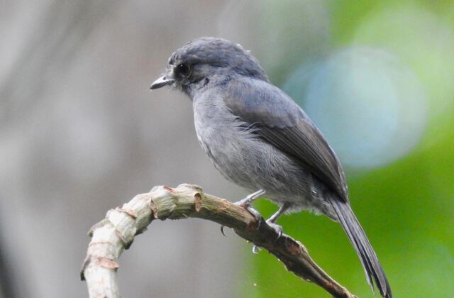 Little Grey Flycatcher