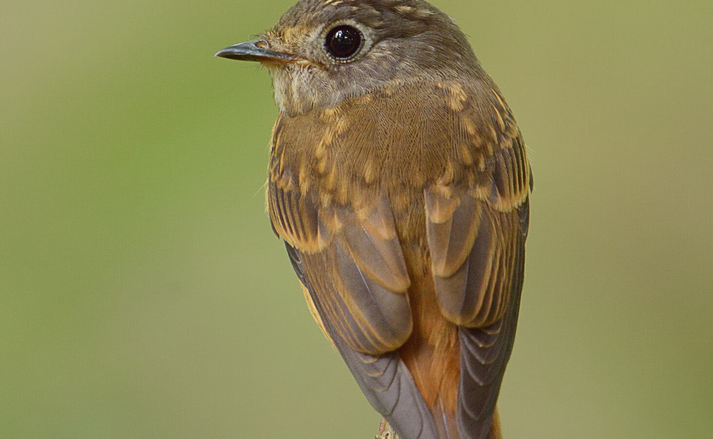 Ferruginous Flycatcher