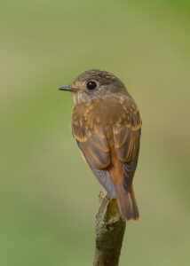 Ferruginous Flycatcher