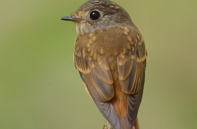 Ferruginous Flycatcher