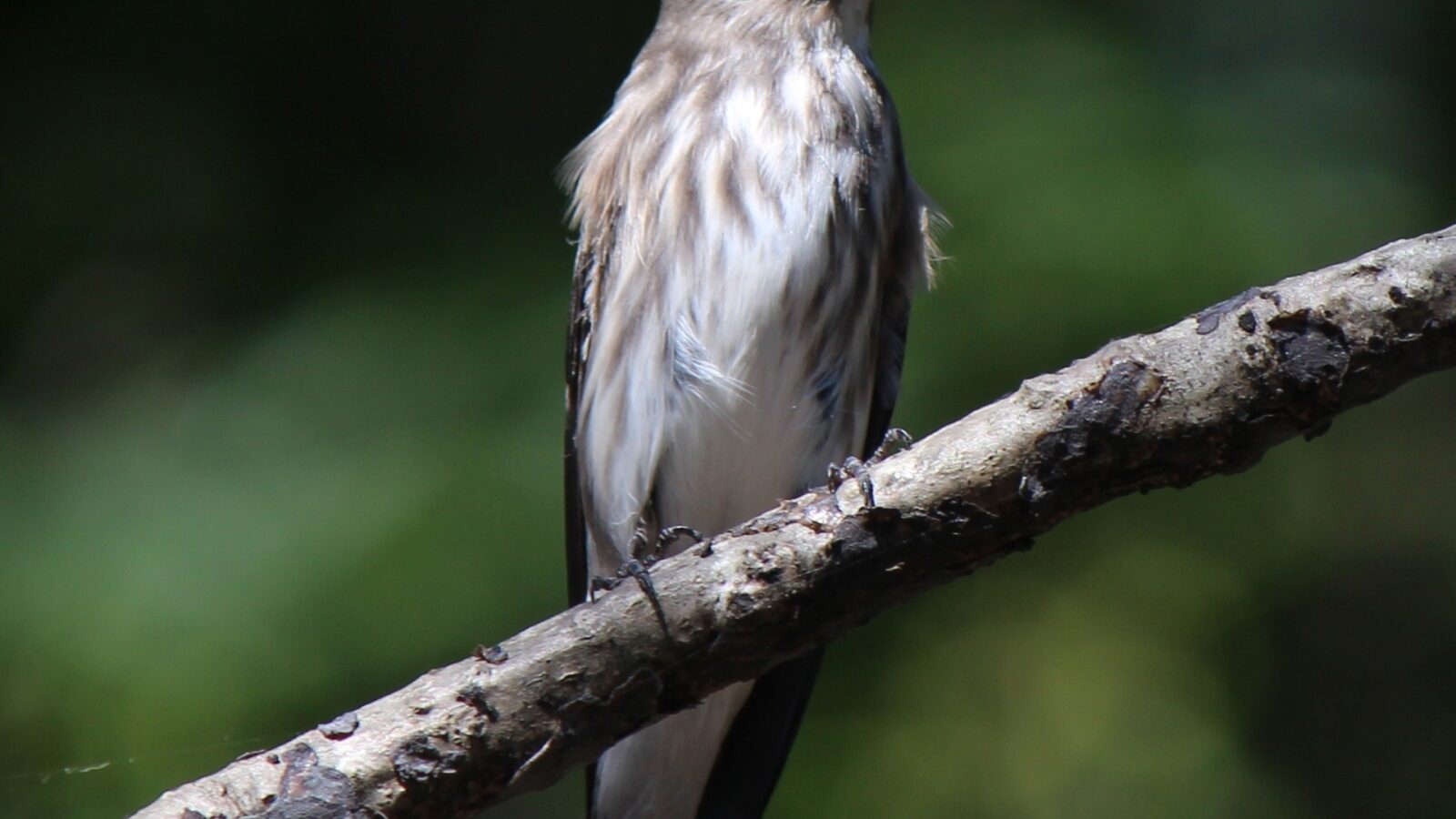 Grey-streaked Flycatcher