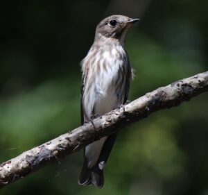 Grey-streaked Flycatcher