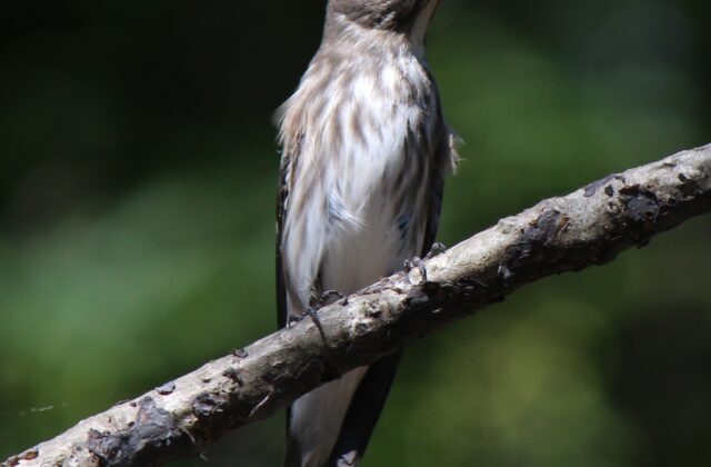 Grey-streaked Flycatcher