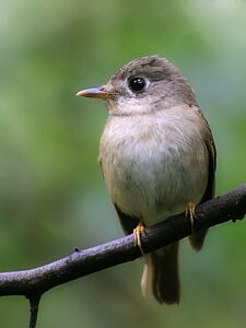 Brown-breasted Flycatcher