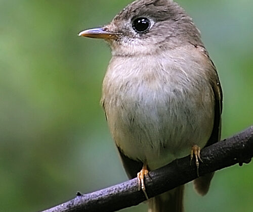 Brown-breasted Flycatcher