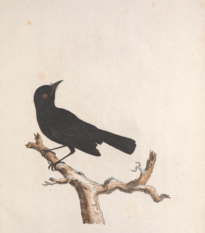Tahiti Monarch