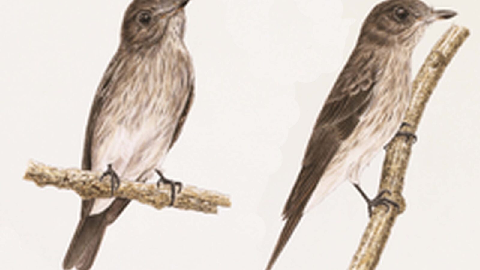 Sulawesi Streaked Flycatcher