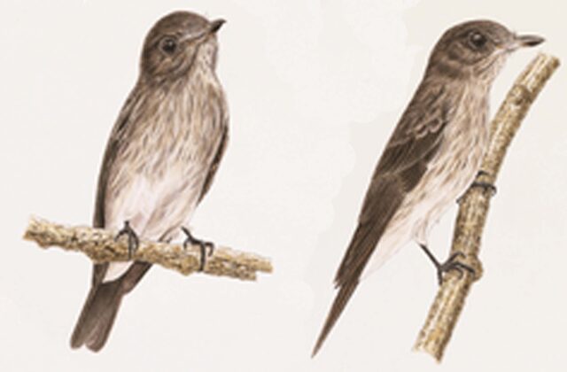 Sulawesi Streaked Flycatcher