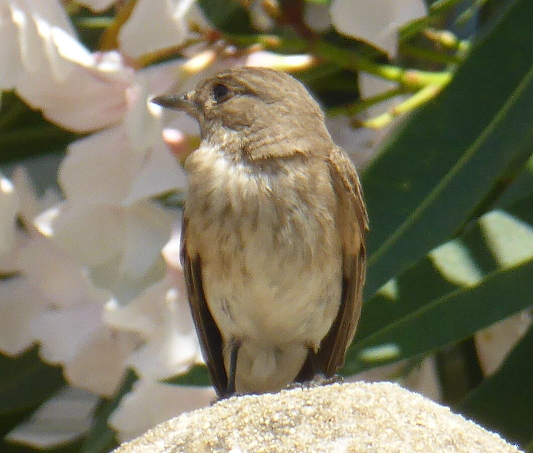 Mediterranean Flycatcher