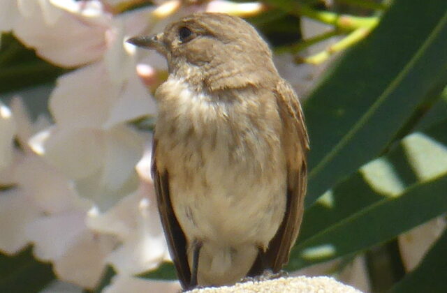 Mediterranean Flycatcher