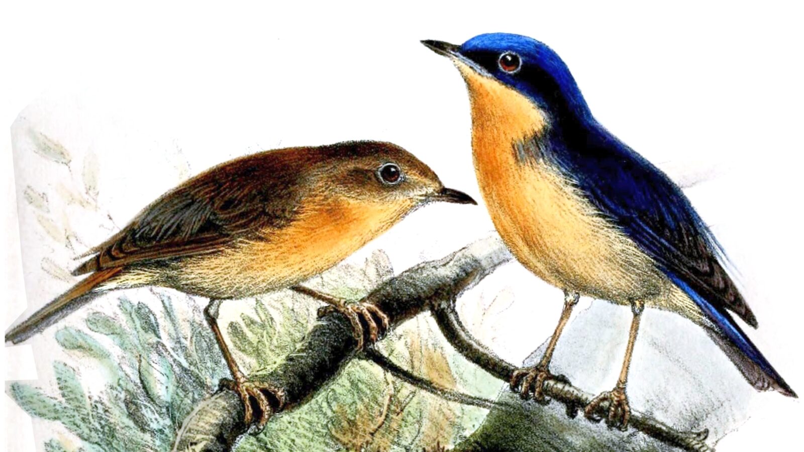 Pygmy Flycatcher