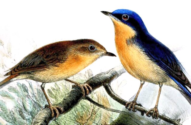 Pygmy Flycatcher