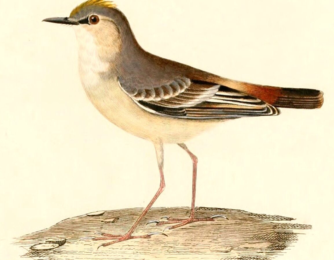 Short-tailed Field Tyrant