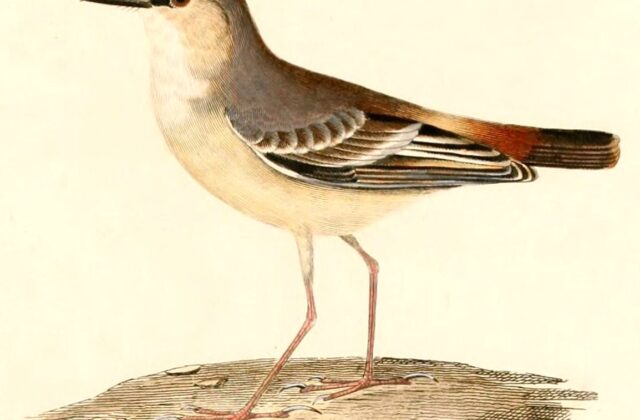 Short-tailed Field Tyrant