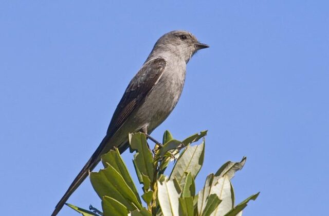 Shear-tailed Grey Tyrant