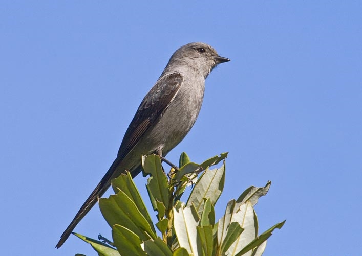 Shear-tailed Grey Tyrant