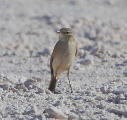 Ochre-naped Ground Tyrant