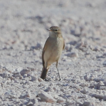 Ochre-naped Ground Tyrant