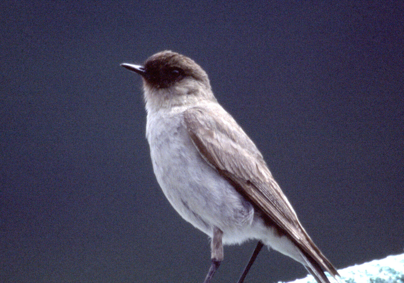 Dark-faced Ground Tyrant