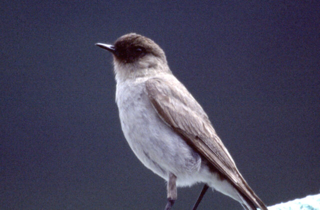 Dark-faced Ground Tyrant