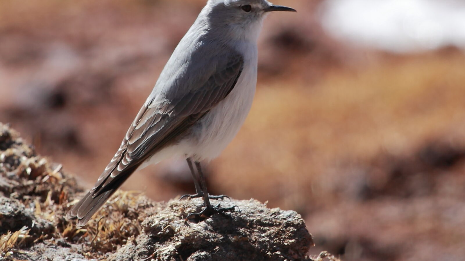 Rufous-naped Ground Tyrant