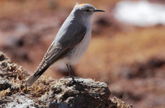 Rufous-naped Ground Tyrant