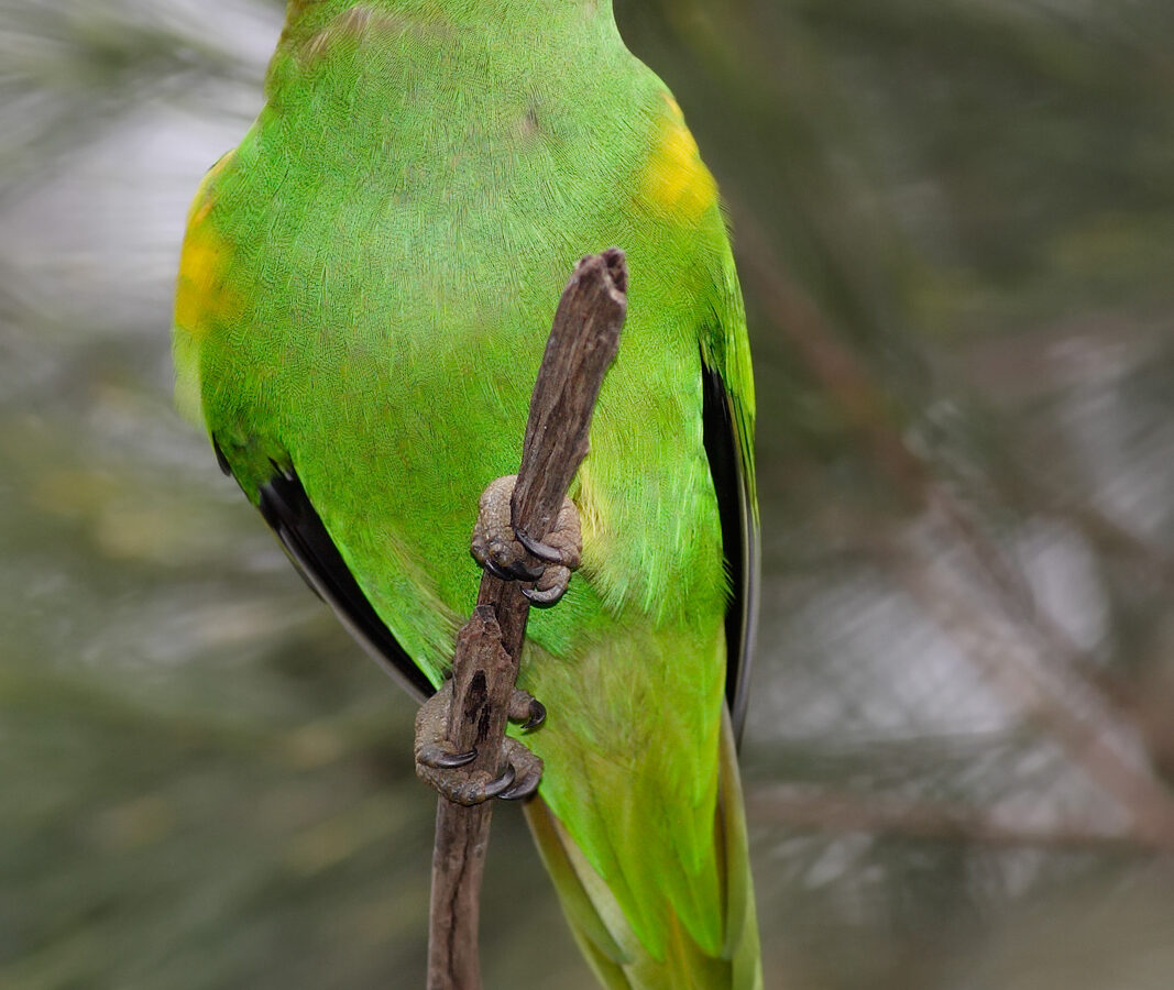 Musk Lorikeet