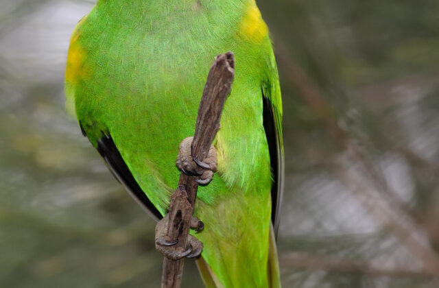 Musk Lorikeet