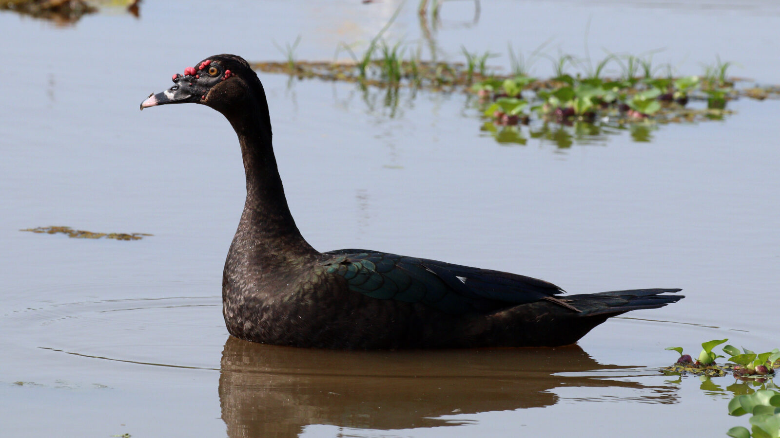 Muscovy Duck