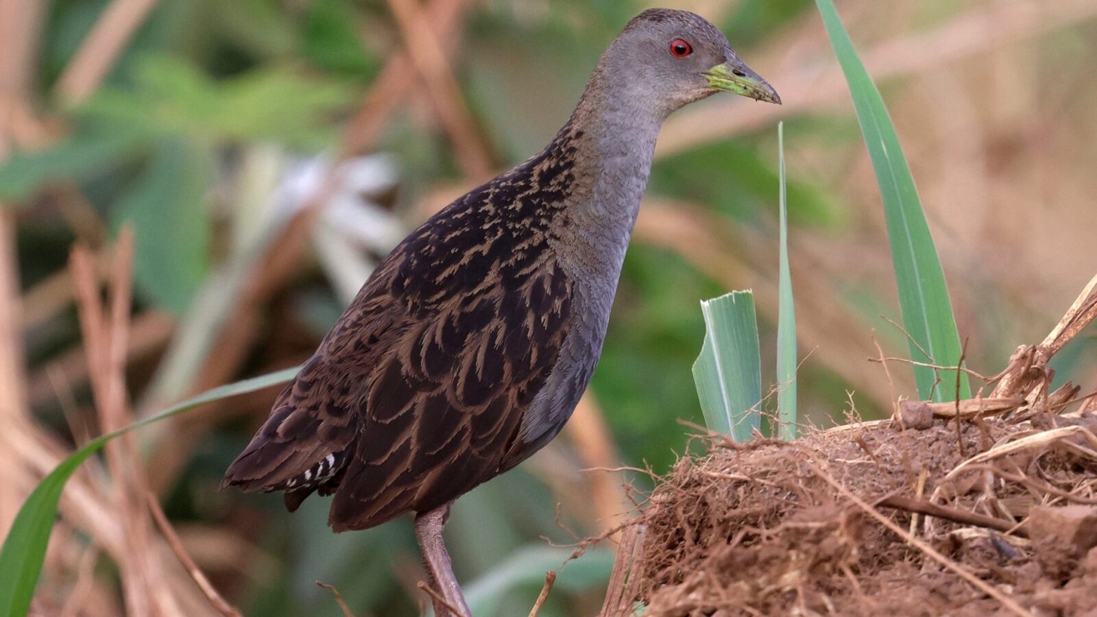 Ash-throated Crake