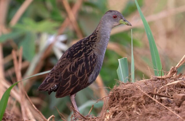 Ash-throated Crake