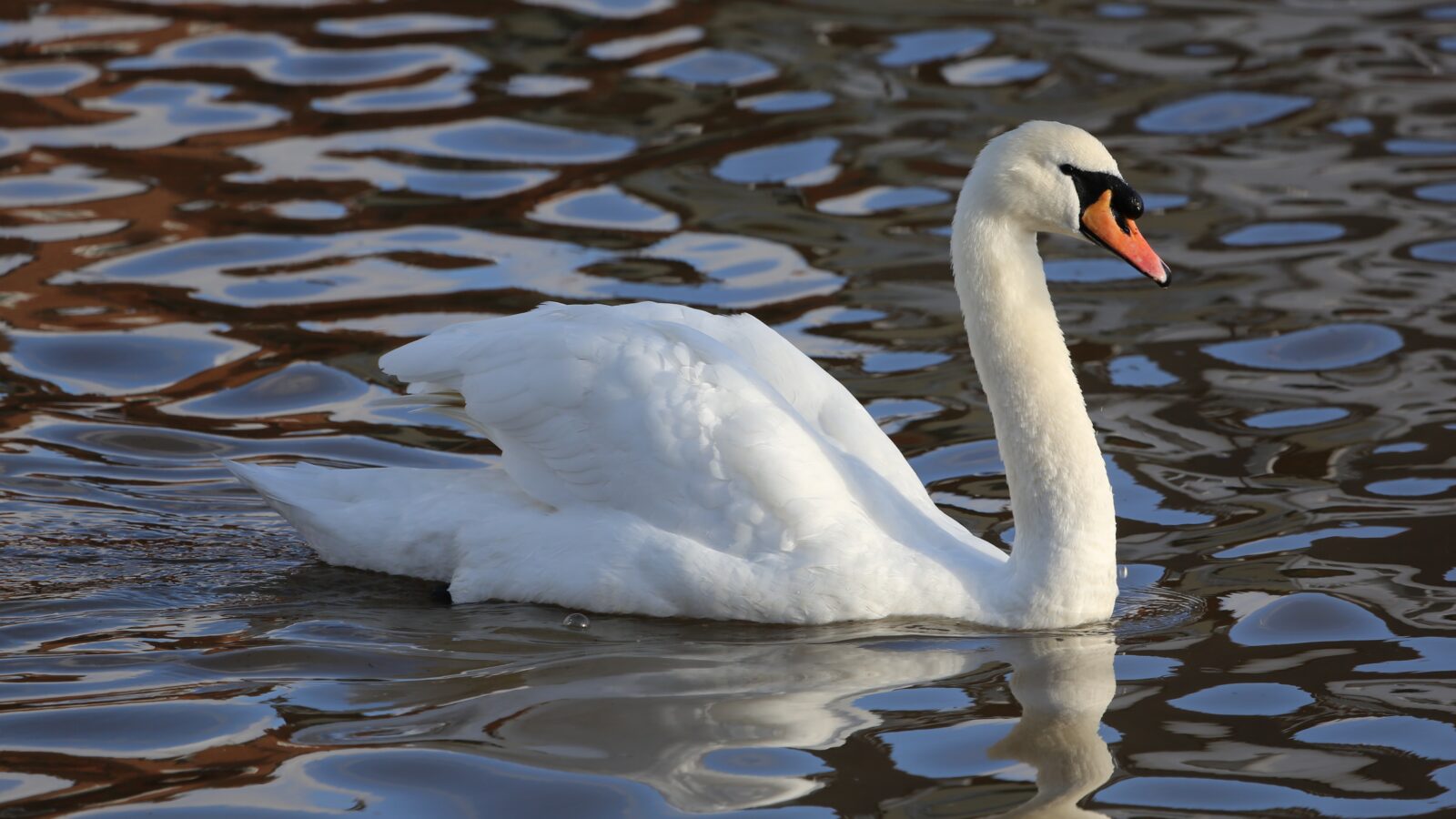 Mute Swan
