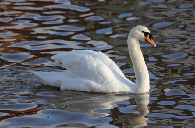 Mute Swan