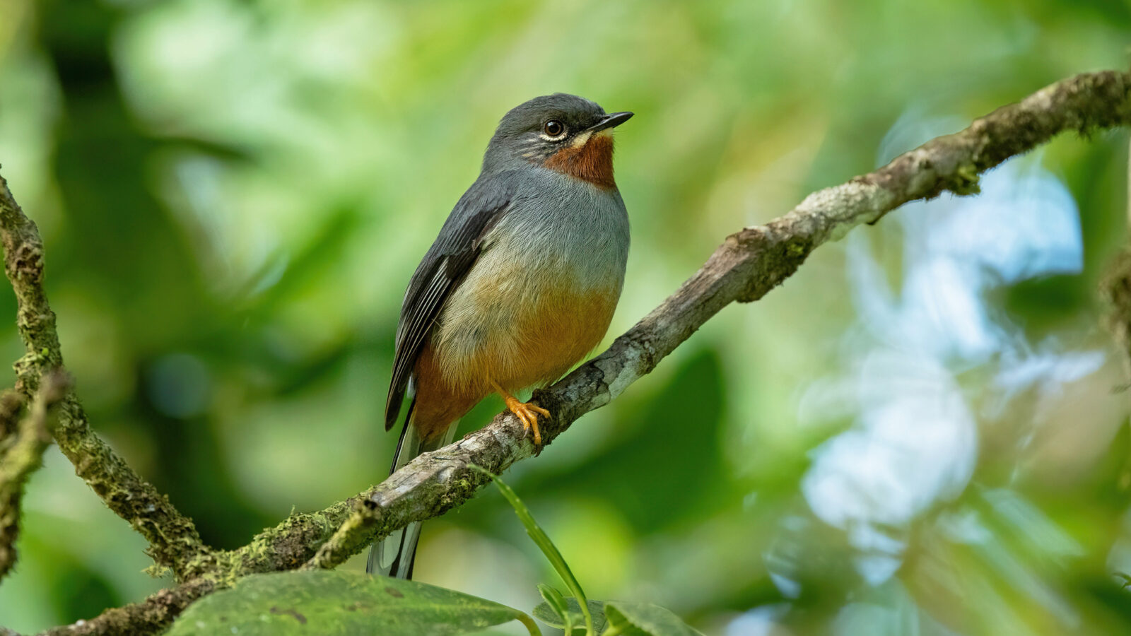Rufous-throated Solitaire