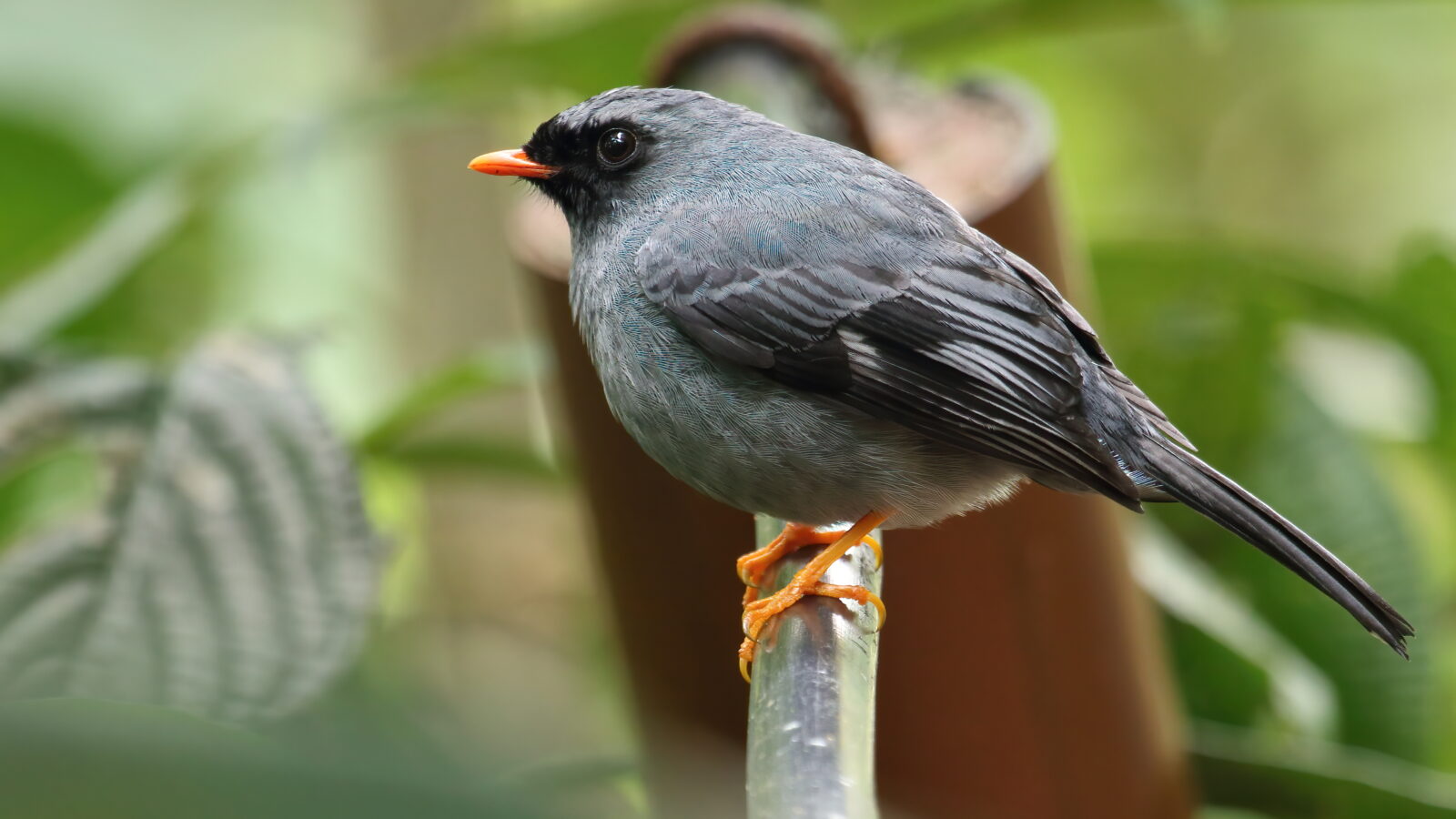 Black-faced Solitaire