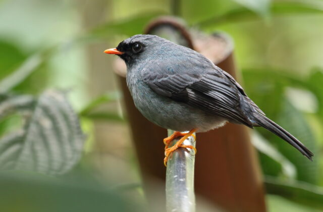 Black-faced Solitaire