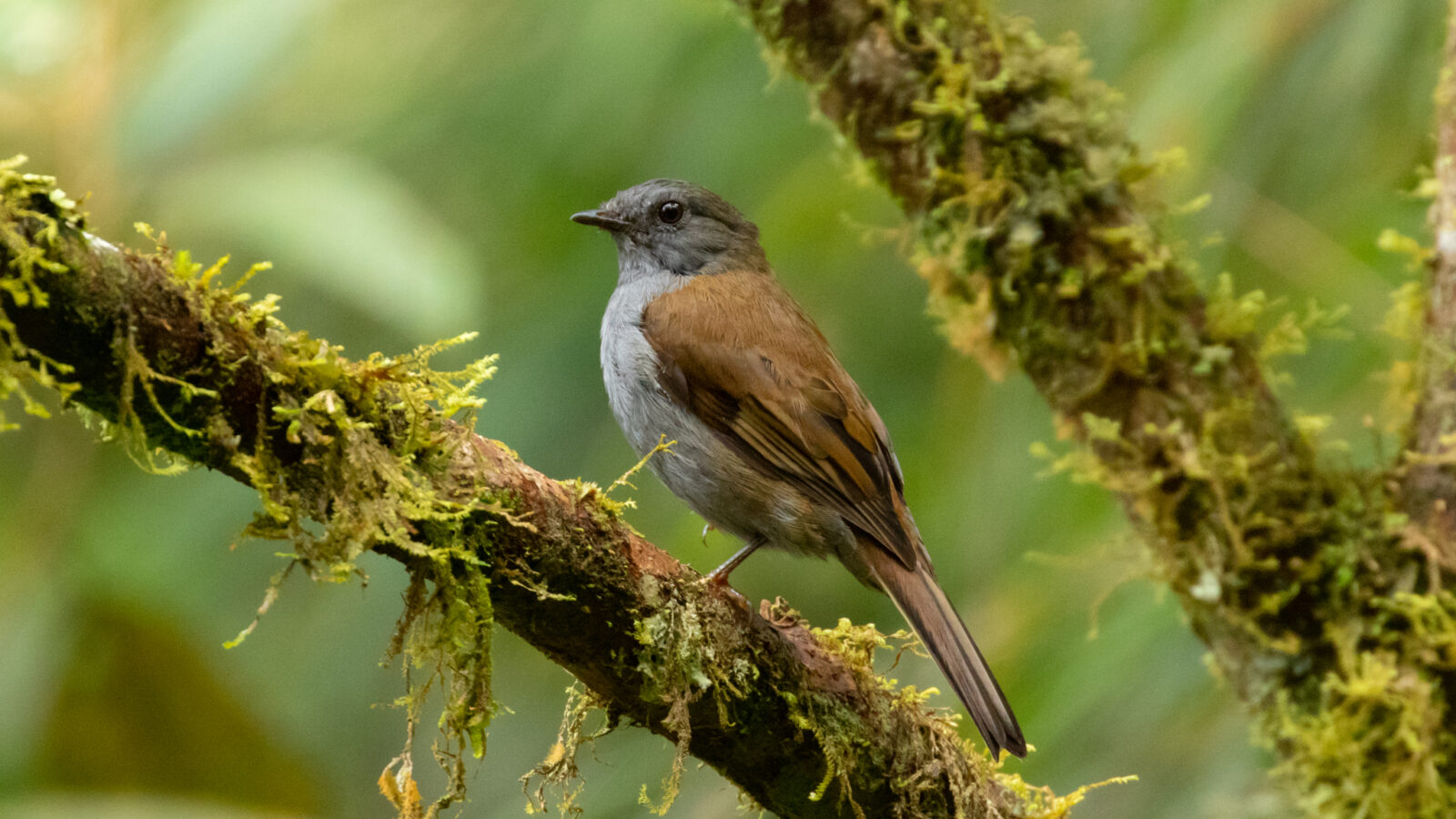 Andean Solitaire
