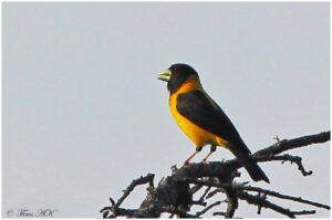 Collared Grosbeak