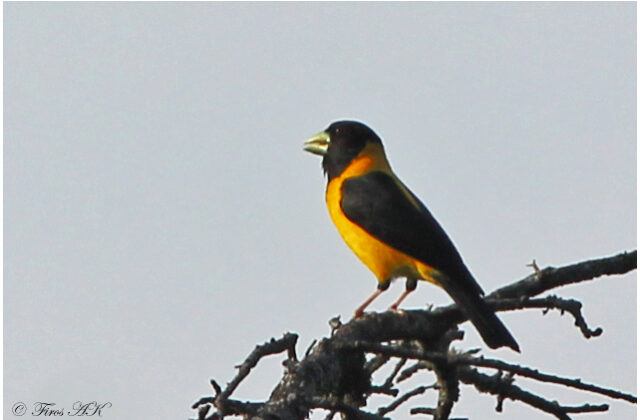 Collared Grosbeak