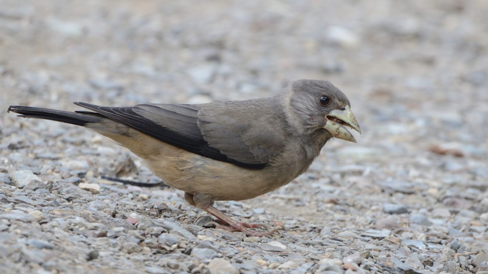 Black-and-yellow Grosbeak