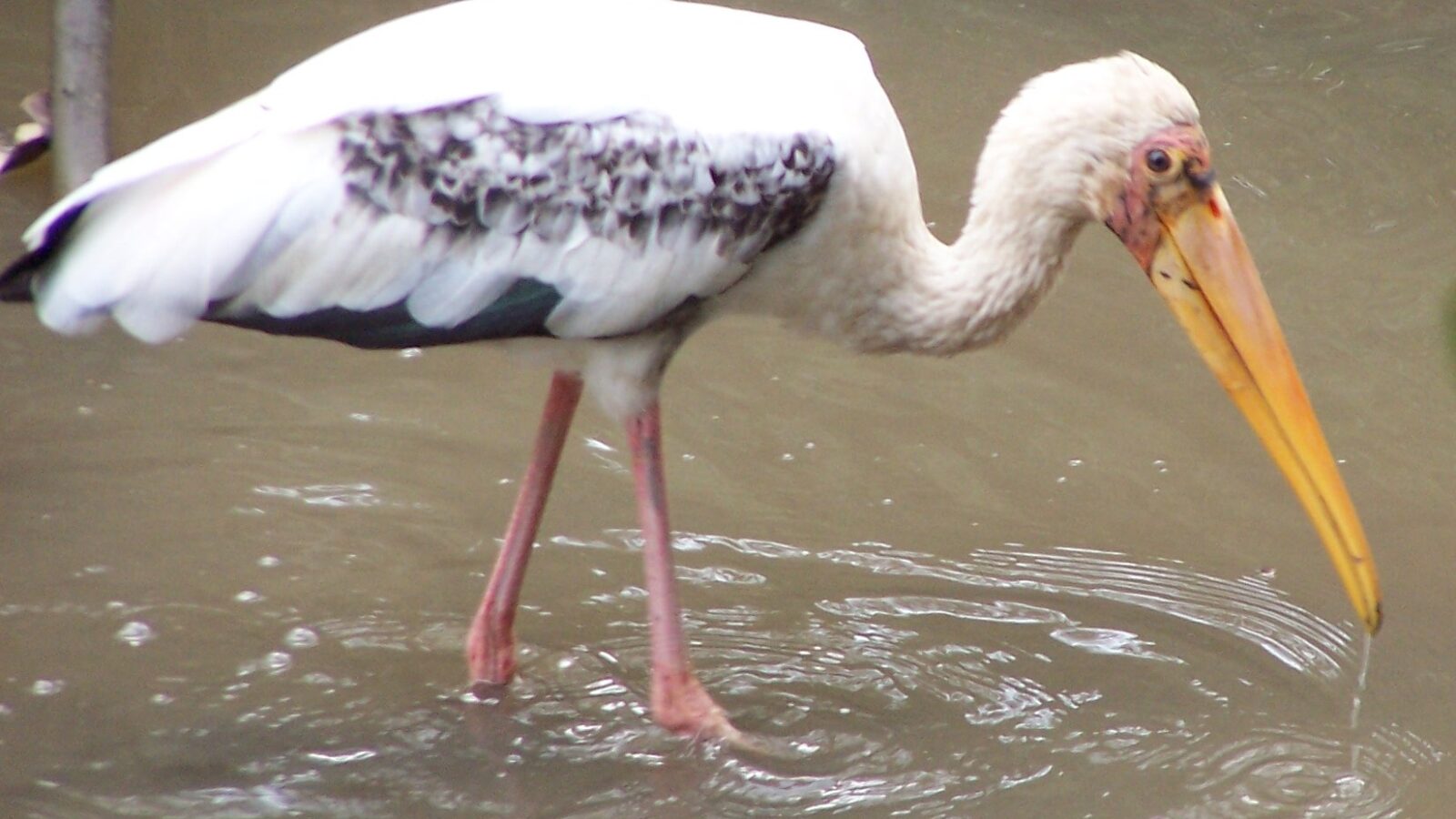 Milky Stork