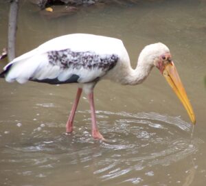 Milky Stork