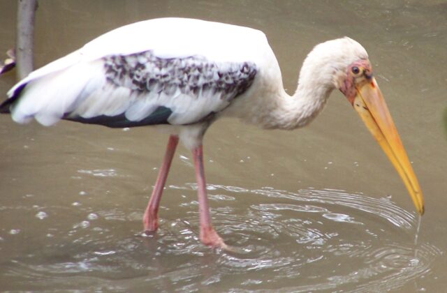 Milky Stork