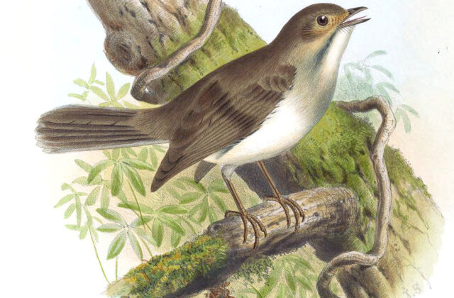 Cuban Solitaire